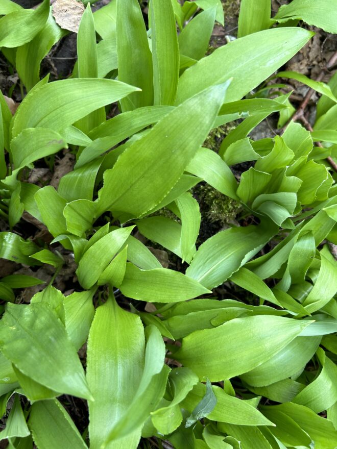 Tallinna Ülikooli lektori loeng Tervisest – Toitumine